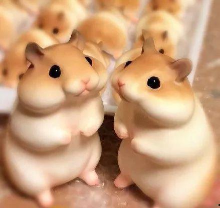 娱乐吃瓜酱当仓鼠店老板,揭秘当仓鼠店老板的趣味日常